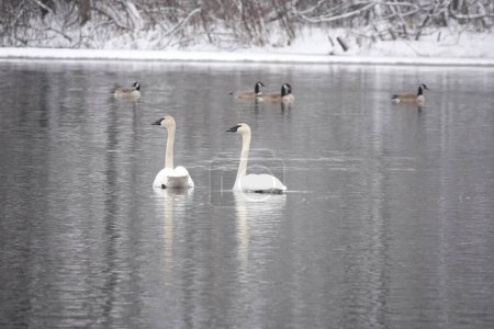 Téléchargez les photos : Cygnes trompettes nageant ensemble sur un lac froid à la fin de l'hiver. - en image libre de droit