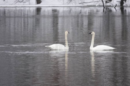 Trumpeter swans swimming together on a cold lake during a late winter.