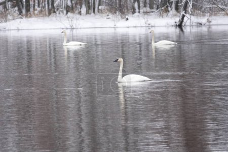 Photo for Trumpeter swans swimming together on a cold lake during a late winter. - Royalty Free Image