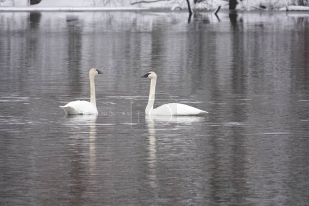 Foto de Los cisnes trompetistas nadan juntos en un lago frío durante un invierno tardío. - Imagen libre de derechos