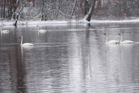 Téléchargez les photos : Cygnes trompettes nageant ensemble sur un lac froid à la fin de l'hiver. - en image libre de droit