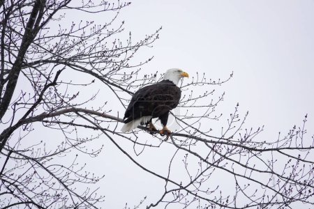 Photo for North American bald eagle haliaeetus leucocephalus sits perched in trees during the cold winter in Wisconsin. - Royalty Free Image