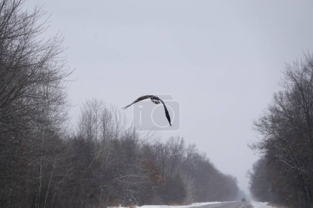 North American bald eagle haliaeetus leucocephalus flying in the sky during the cold winter in Wisconsin.