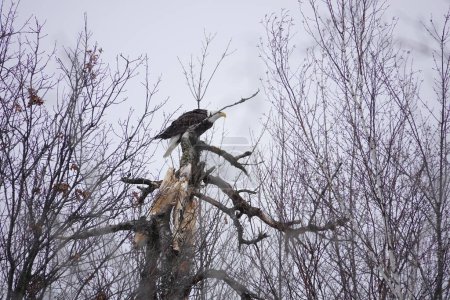 Téléchargez les photos : Le pygargue à tête blanche nord-américain haliaeetus leucocephalus se trouve perché dans les arbres pendant l'hiver froid dans le Wisconsin. - en image libre de droit