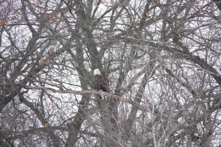 North American bald eagle haliaeetus leucocephalus sits perched in trees during the cold winter in Wisconsin.