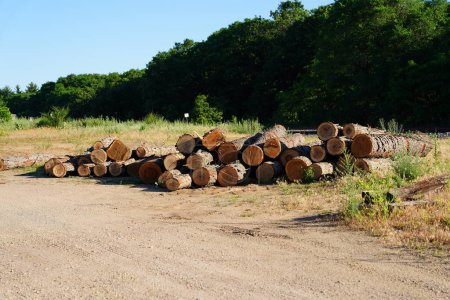 Téléchargez les photos : Grumes de bois empilées à la campagne - en image libre de droit