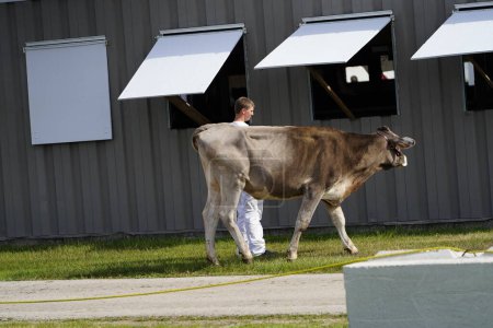 Téléchargez les photos : Fond du Lac, Wisconsin / États-Unis - 17 juillet 2019 : jeune homme avec vache au ranch de Fond du Lac, Wisconsin - en image libre de droit