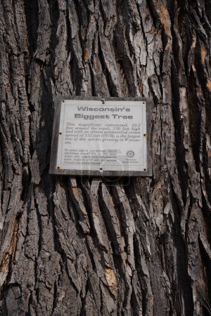 Téléchargez les photos : Montello, Wisconsin États-Unis - 24 février 2023 : Le peuplier de Montello est un arbre historique dans le Wisconsin. - en image libre de droit