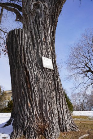 Photo for Montello, Wisconsin USA - February 24th, 2023: The Montello Cottonwood tree stands as a historical tree in Wisconsin. - Royalty Free Image