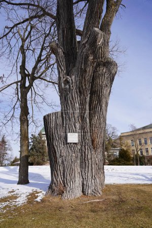 Foto de Montello, Wisconsin - 24 de febrero de 2023: El árbol de Montello Cottonwood se erige como un árbol histórico en Wisconsin. - Imagen libre de derechos