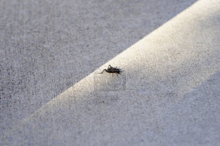 Téléchargez les photos : Gryllidae, gros plan sur un insecte grillon noir. - en image libre de droit