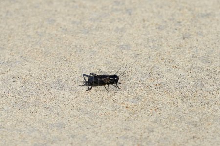 Gryllidae, ein schwarzes Grillen-Insekt in Nahaufnahme.