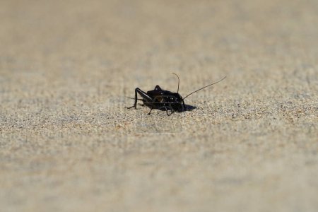 Gryllidae, gros plan sur un insecte grillon noir.