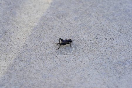 Gryllidae, primer plano de un insecto grillo negro.