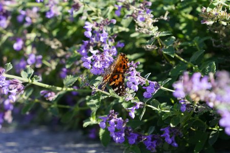 Photo for Painted lady moth butterfly feeds on purple catnip flowers - Royalty Free Image