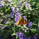 Painted lady moth butterfly feeds on purple catnip flowers
