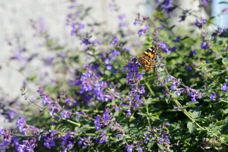 Photo for Painted lady moth butterfly feeds on purple catnip flowers - Royalty Free Image