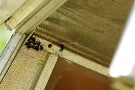 Téléchargez les photos : Sphex pensylvanicus, les grandes guêpes noires qui font un nid dans un couvercle de remorque de camion métallique. - en image libre de droit