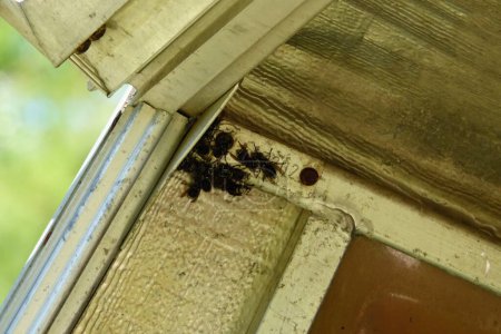 Téléchargez les photos : Sphex pensylvanicus, les grandes guêpes noires qui font un nid dans un couvercle de remorque de camion métallique. - en image libre de droit
