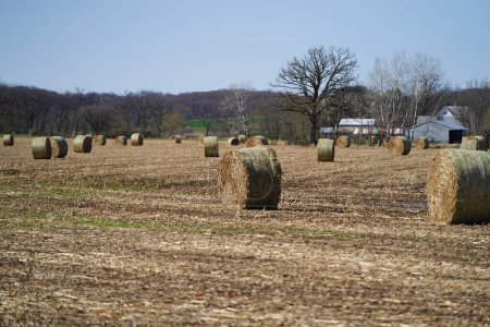 Photo for Rolled up hay bales sit on farmland. - Royalty Free Image