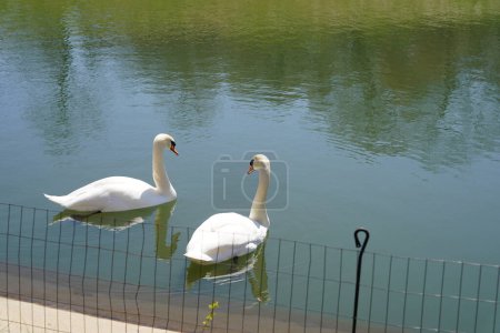 Foto de Los cisnes trompeta blanca nadan juntos en un estanque hecho por el hombre. - Imagen libre de derechos