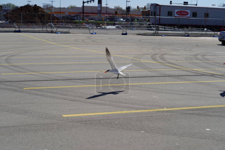 Téléchargez les photos : Hydroprogne Caspia Sterne caspienne oiseaux traînant sur un parking se prélasser au soleil. - en image libre de droit