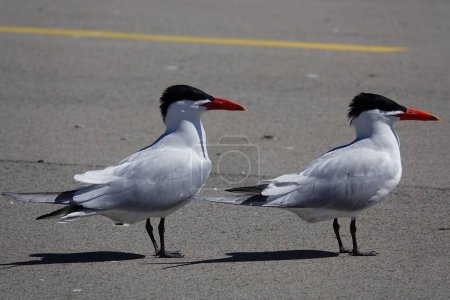 Photo for Hydroprogne Caspia Caspian Tern birds hanging out on a parking lot basking in the sun. - Royalty Free Image