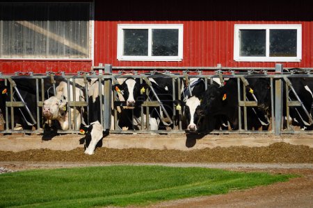 Foto de Vacas alimentándose por la mañana en la granja. - Imagen libre de derechos