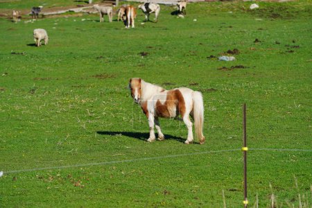 Horses, Miniature Horses and, Donkeys grazing on a farm field