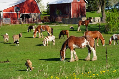 Chevaux, Chevaux Miniatures et ânes paissant sur un champ de ferme
