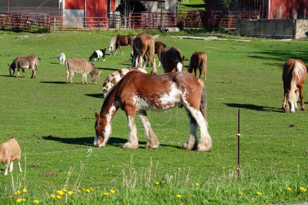 Miniature Horses and Donkeys grazing on a farm field