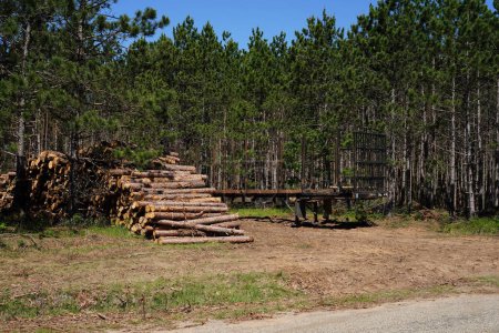 Tree logs sit on a trailer from a deforesting operation.