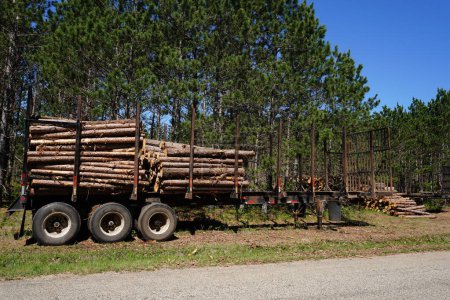 Tree logs sit on a trailer from a deforesting operation.
