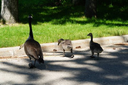 A family of Canadian Geese hanging out at a park during the summer.