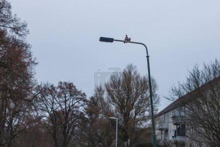 Téléchargez les photos : Deux tourterelles debout côte à côte sur le lampadaire - en image libre de droit