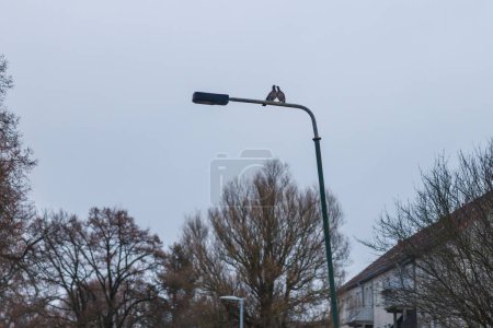 Téléchargez les photos : Two turtle doves standing side by side on lamppost - en image libre de droit