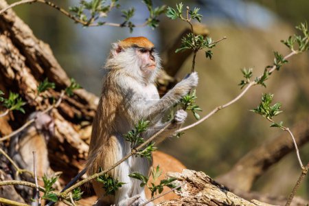 Téléchargez les photos : Portrait d'un singe hussard dans un zoo - en image libre de droit