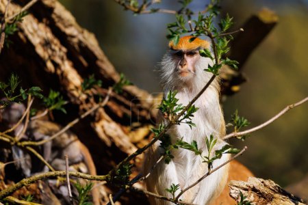 Téléchargez les photos : Portrait d'un singe hussard dans un zoo - en image libre de droit