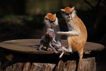 Téléchargez les photos : Famille de singes hussards assis ensemble sur une planche de bois - en image libre de droit