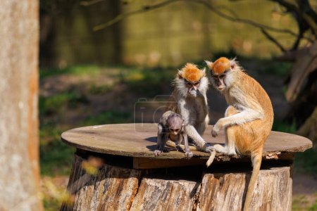 Téléchargez les photos : Famille de singes hussards assis ensemble sur une planche de bois - en image libre de droit
