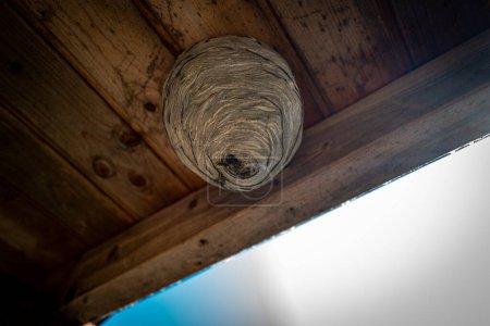 many Wasps have built a large wasp nest under a wooden roof