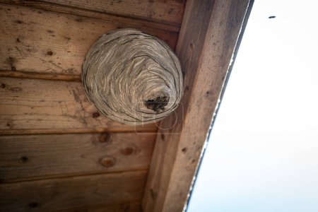 Viele Wespen haben unter einem Holzdach ein großes Wespennest gebaut