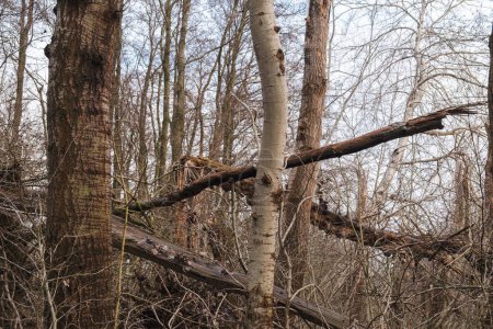 Téléchargez les photos : Certains arbres sont abattus par une tempête - en image libre de droit