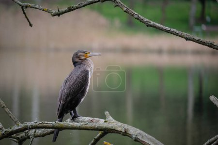 a large cormorant sits on a branch by a pond