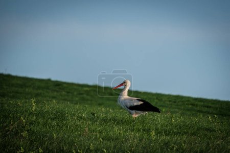 Ein Storch läuft auf der Suche nach Nahrung über eine Wiese