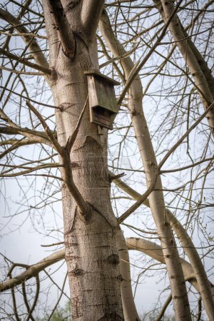 Una caja plana de murciélago cuelga de un tronco de árbol