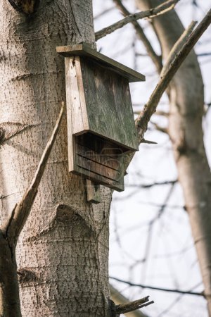 Foto de Una caja plana de murciélago cuelga de un tronco de árbol - Imagen libre de derechos