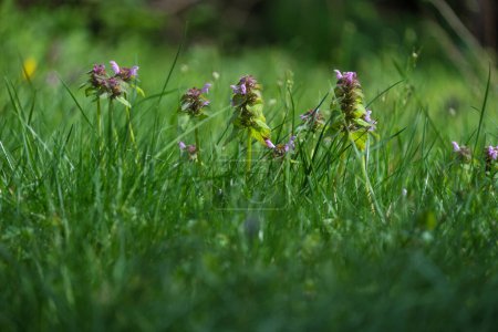 some deadnettle flowers in a green meadow