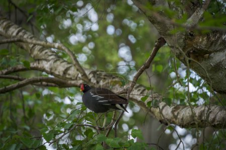 A black moorhen sits on a branch