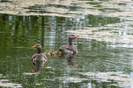 Una familia de gansos nadando con sus polluelos en el estanque